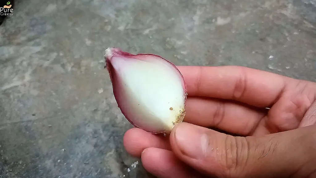 Onion Bulb For Pest