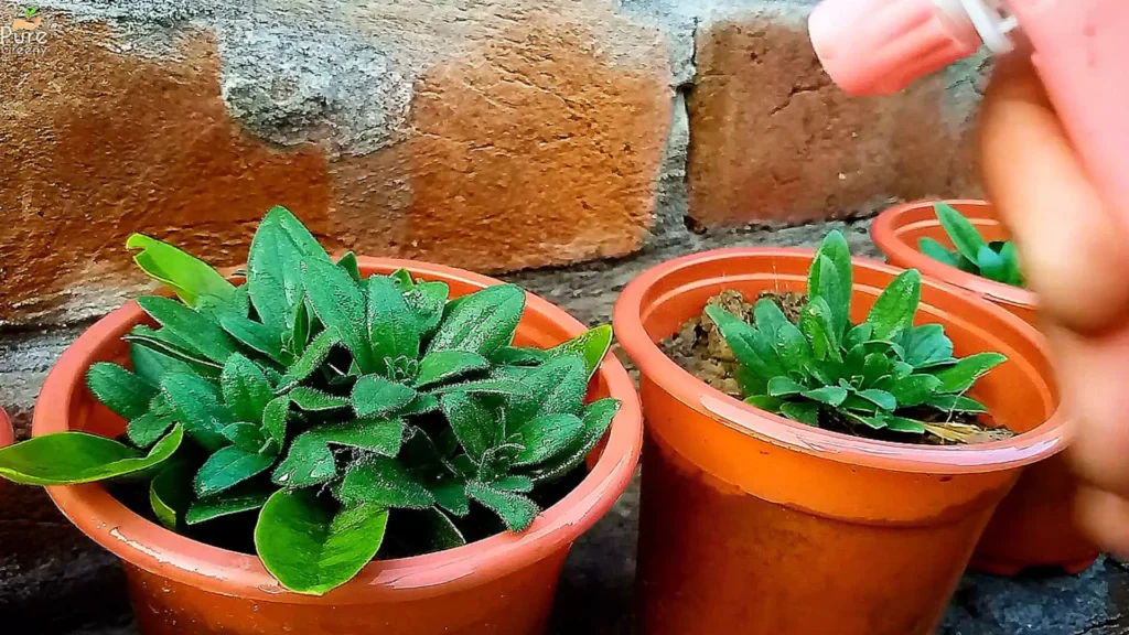 Spraying Pesticide