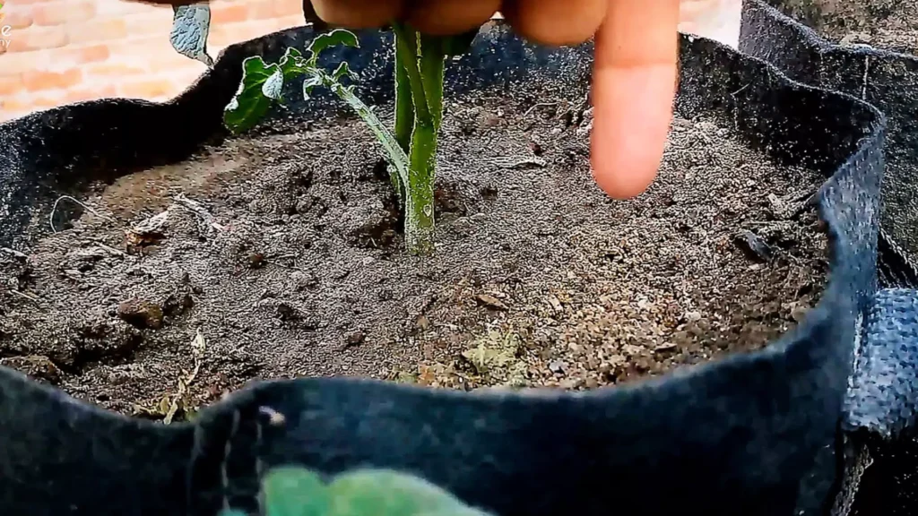 adding Coffee Grounds on Soil