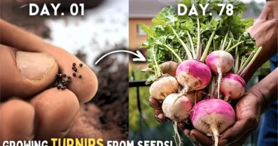 How to Grow Turnips From Seeds Step by Step? (With UPDATES*)