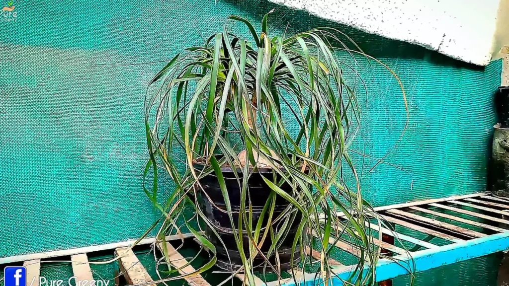 Ponytail Palm in Bright Shade