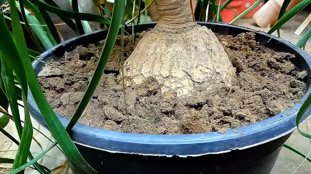Ponytail Palm Soil media