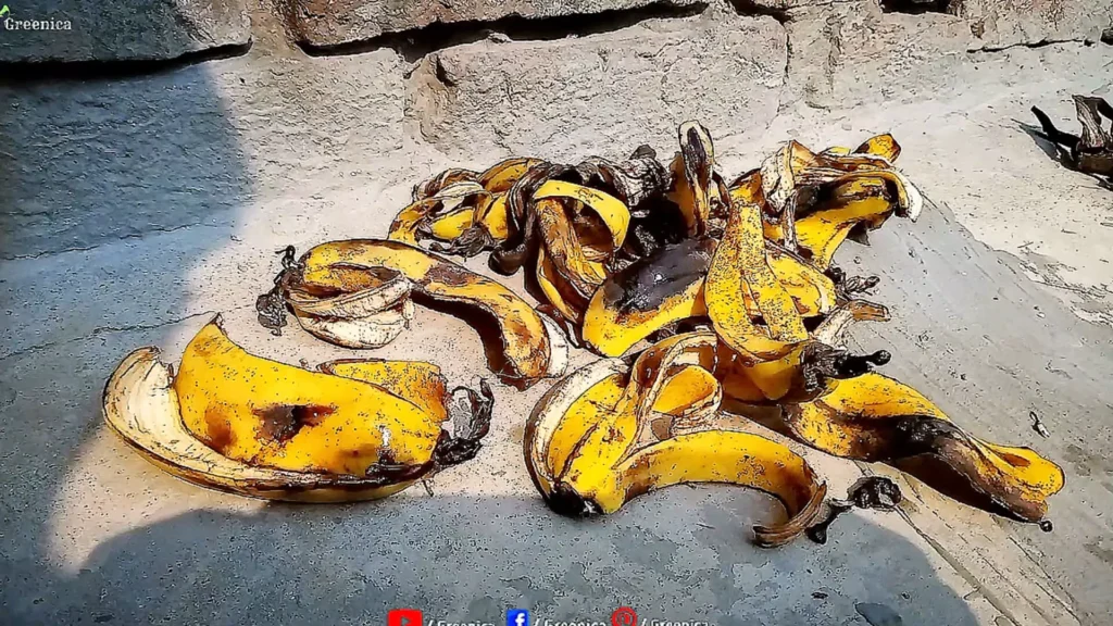 Banana Peels in Sun