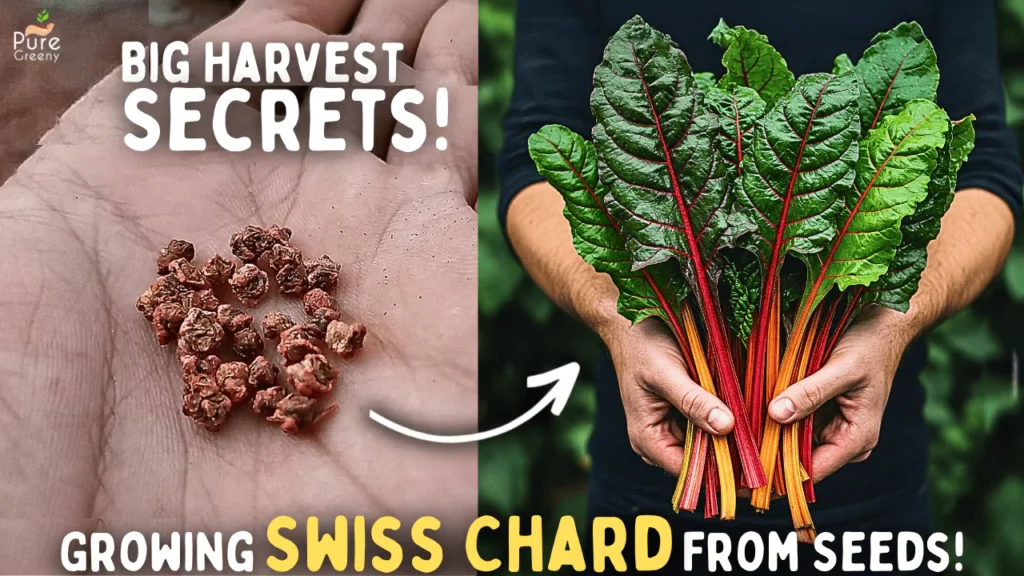 How To Grow Swiss Chard From Seeds STEP BY STEP SEEDS To HARVEST How To Grow Swiss Chard From Seeds STEP BY STEP SEEDS To HARVEST