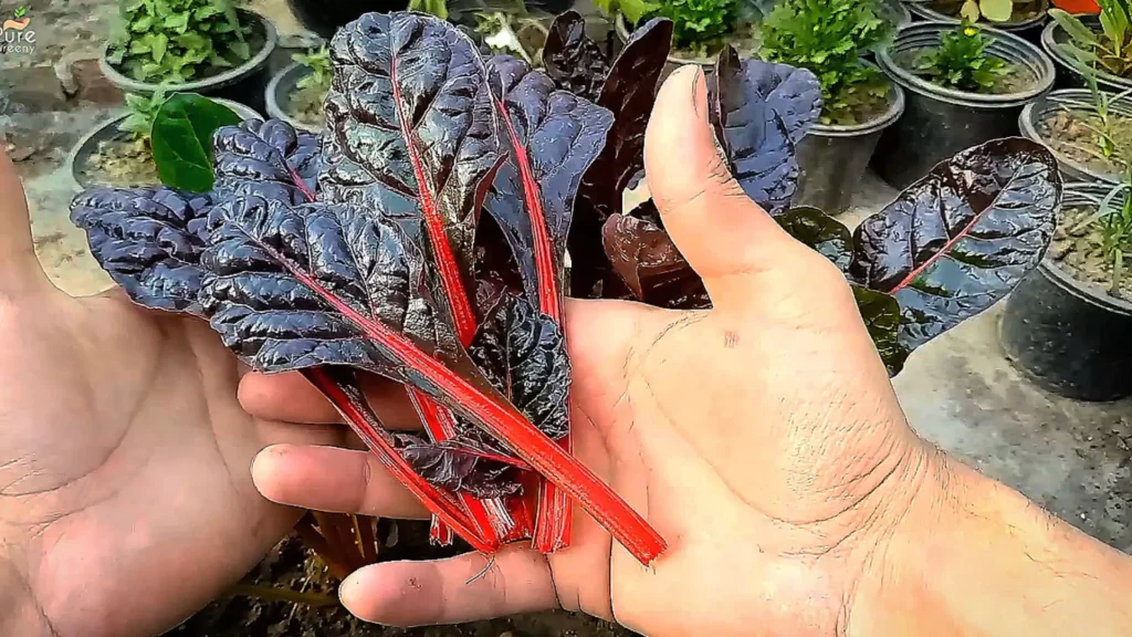 Harvesting Swiss Chard Leaves