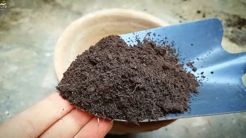 Using PeatMoss For Plants