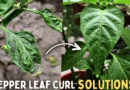 How To Treat Pepper Leaf Curl Disease STEP BY STEP?