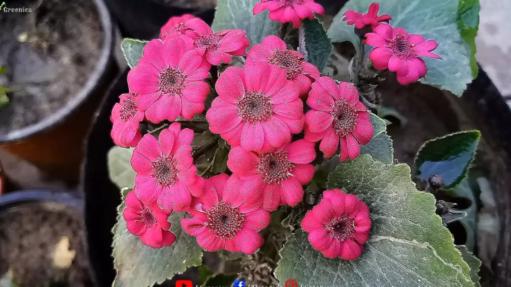 Cineraria Plant Flowers