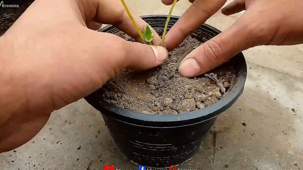 Planting Cineraria Plants