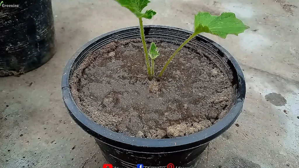Planting Cineraria Plants