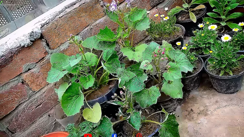 Cineraria Mature Plants