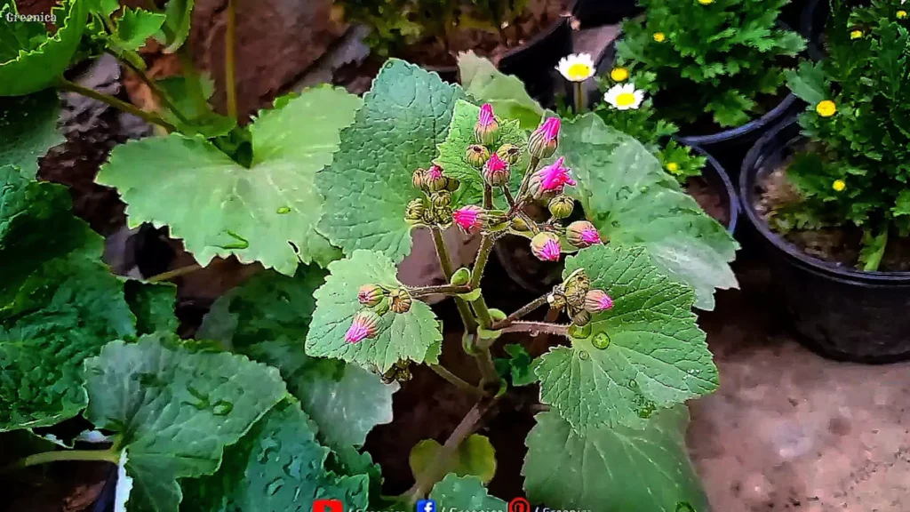 Cineraria Plant Flower Buds