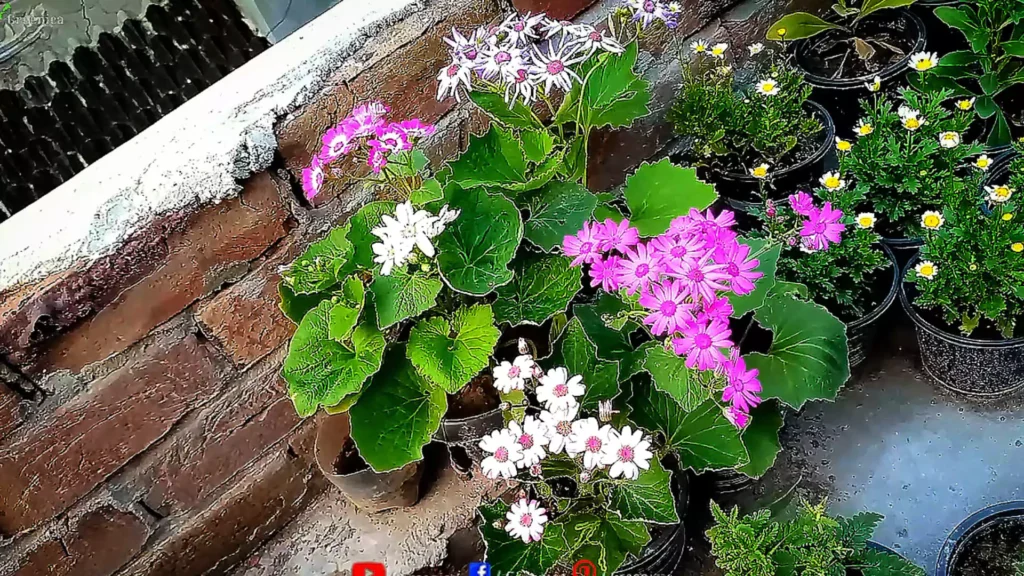Cineraria Flowers