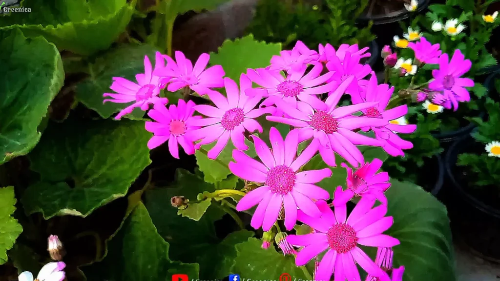 Cineraria Flowers