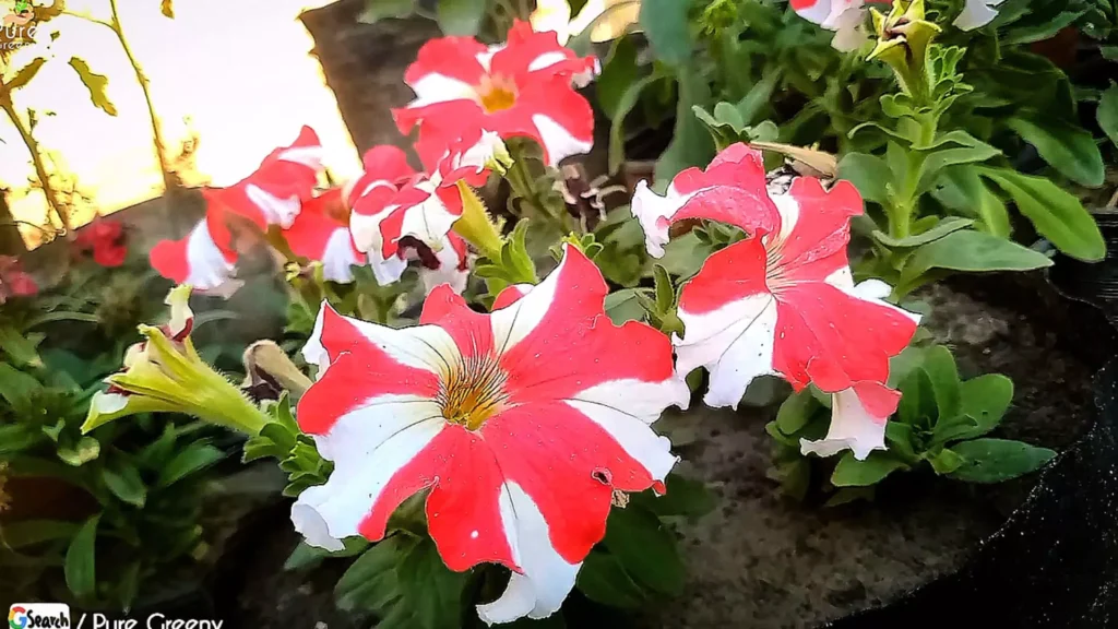 Bicolor Petunia Flowers