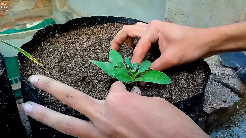 Planting petunia seedlings