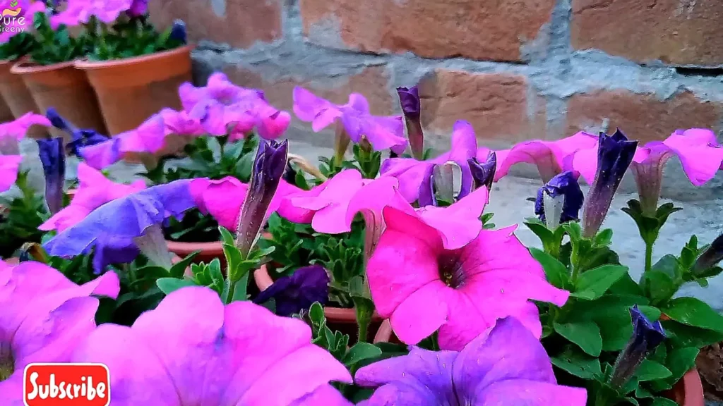 Petunia Plant Flowers & Buds
