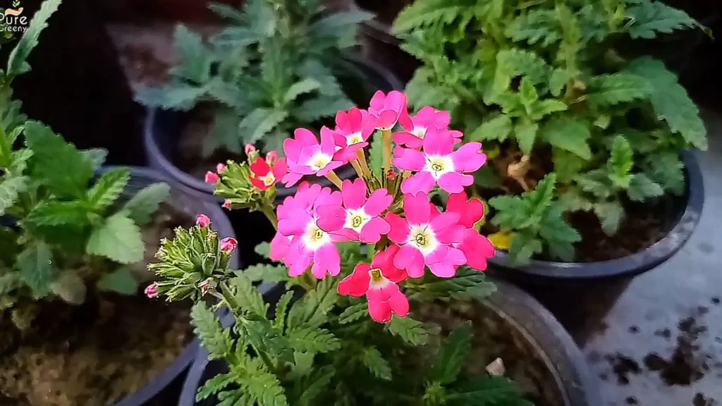 Verbena Flowers