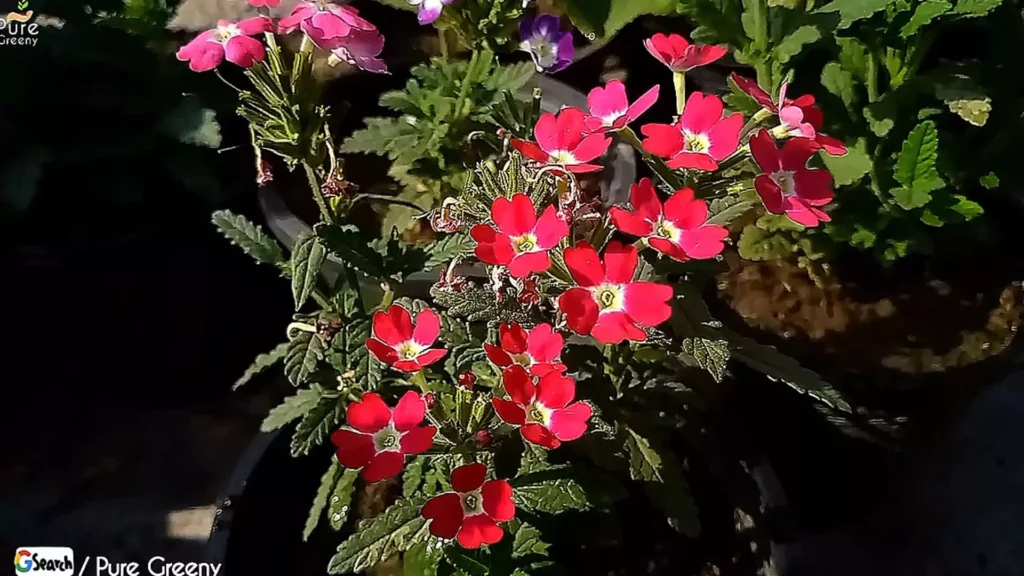 Verbena Flowers