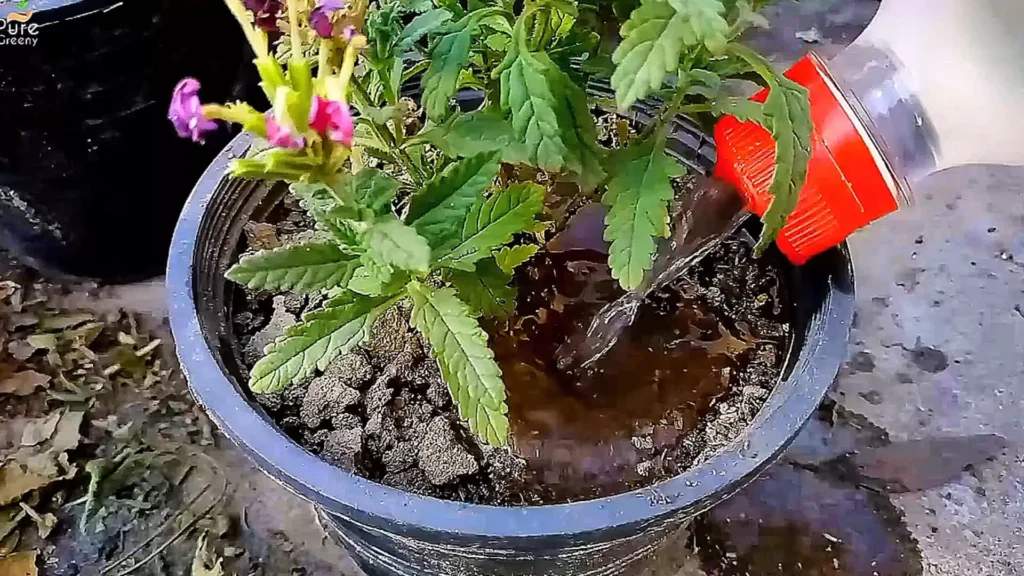 Watering Verbena Plants