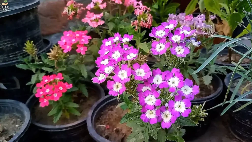 Verbena Plant Flowers