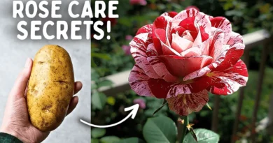 7 SECRETS: Rose Plant Care In Summers!
