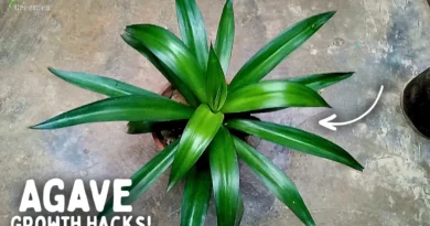 Top 6 Agave Plant Care Tips For Max. Growth!