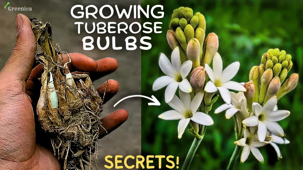 How to Grow Tuberose Flowers At Home? (SECRET TIPS)