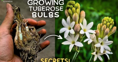How to Grow Tuberose Flowers At Home? (SECRET TIPS)