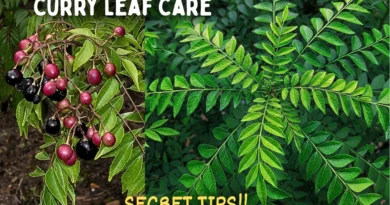 A Detailed Guide On Curry Leaf Plant Care! (SECRET TIPS*)