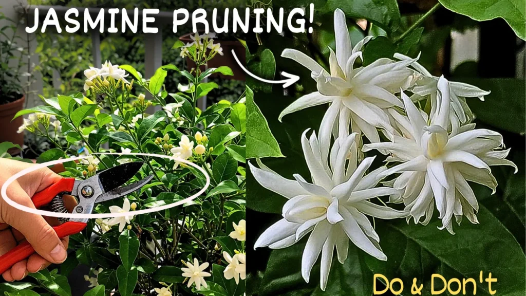How To Prune Jasmine Plant Correctly?