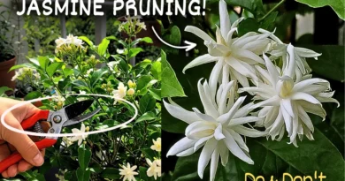 How To Prune Jasmine Plant Correctly?