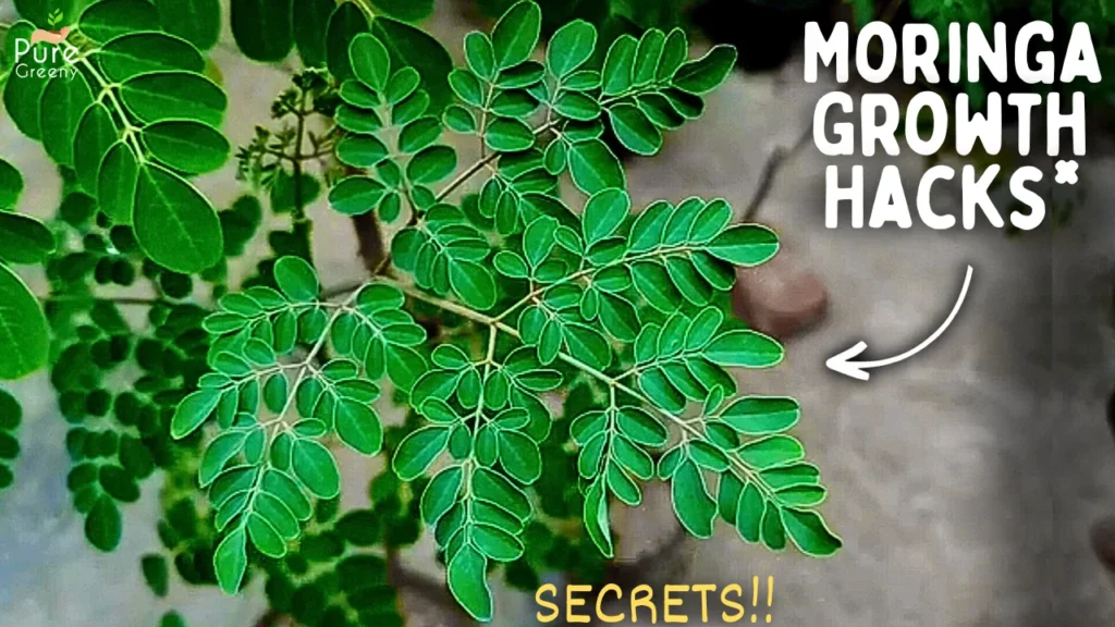 Moringa Plant Care Guide Max. Growth! (SECRETS*)