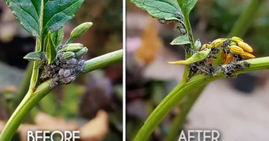 How To Control & Treat Aphids On Plants? (STEP BY STEP)