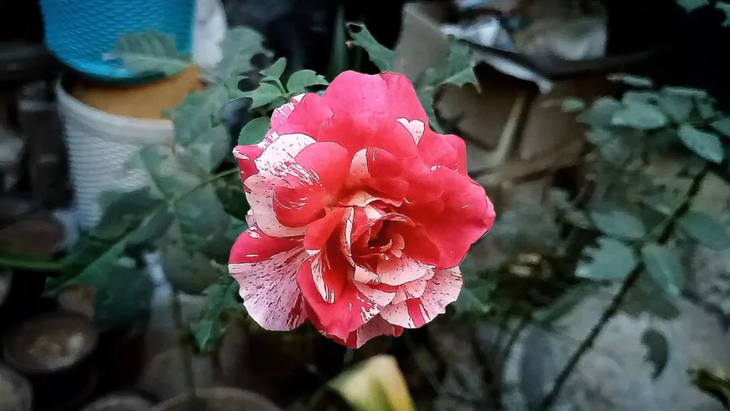 Rose Flower