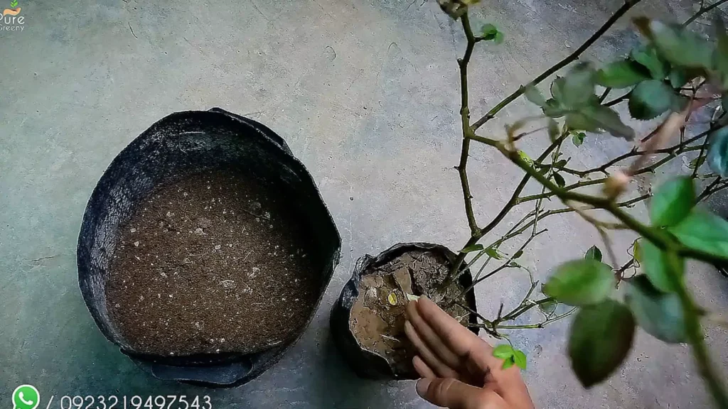 Repotting Rose Plant
