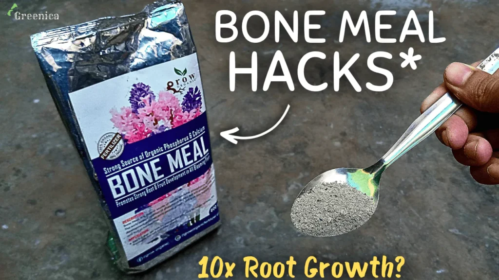 Benefits & Uses of Bone Meal fertilizer For Plants! (SECRETS)