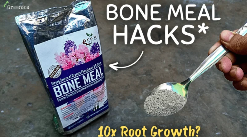 Benefits & Uses of Bone Meal fertilizer For Plants! (SECRETS)