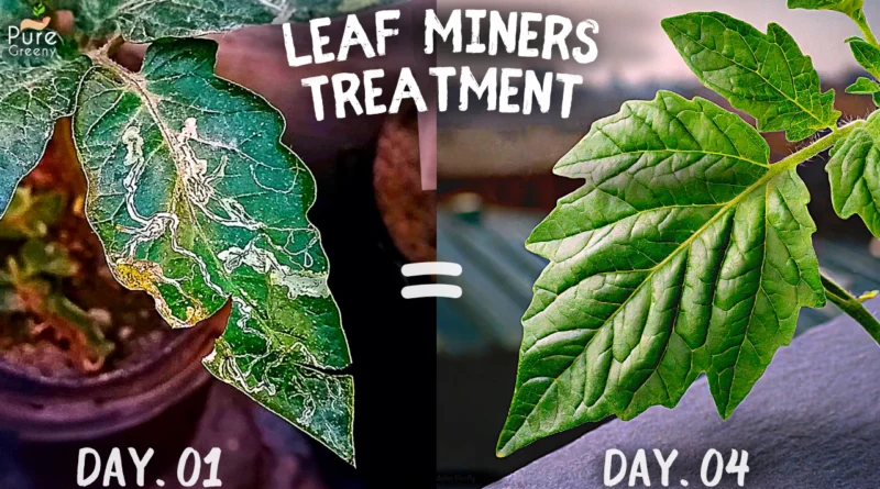 How To Get Rid Of Leaf Miners With a Step By Step Treatment?