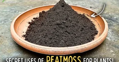 How To Correctly Use PeatMoss For Plants?