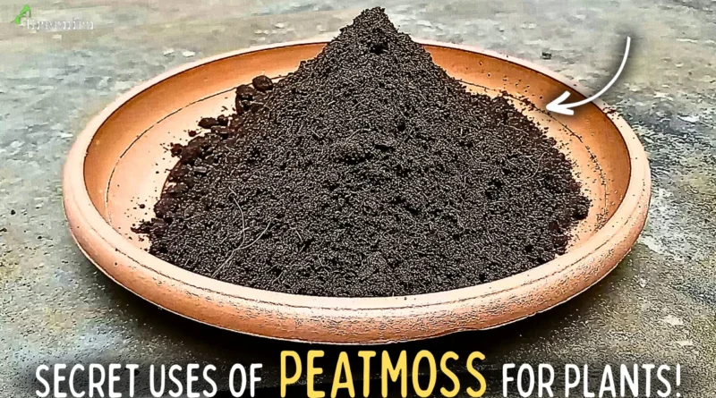 How To Correctly Use PeatMoss For Plants?