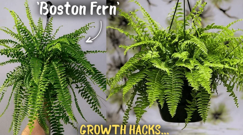 Top 6 Boston Fern Care Tips! (Max Growth*)