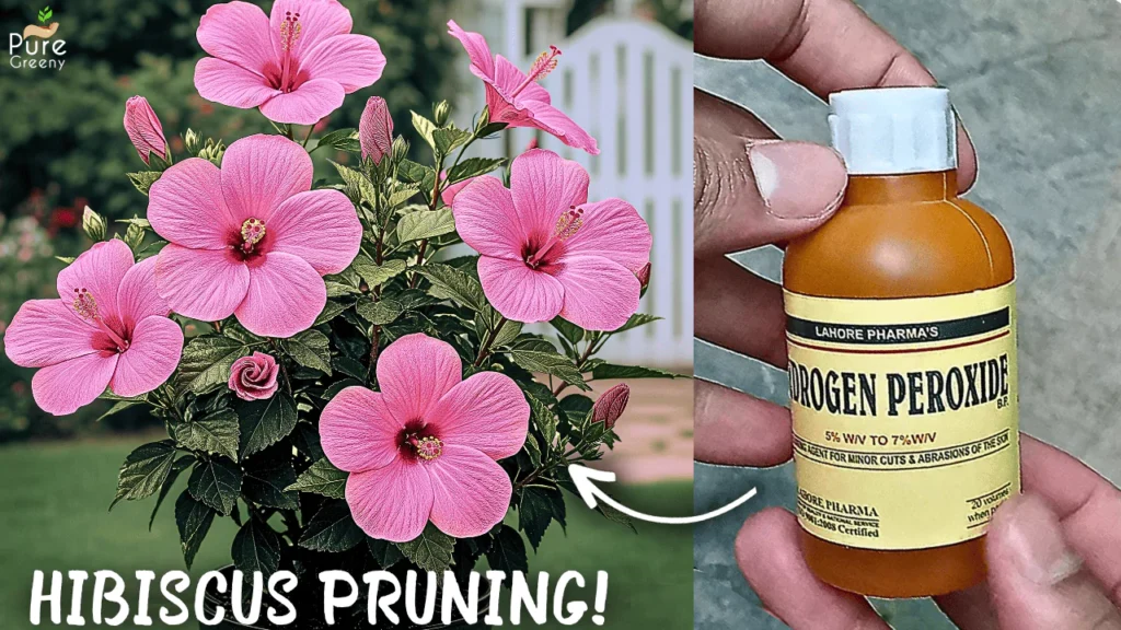 How to Prune Hibiscus Plant Correctly & Get Max. Growth?