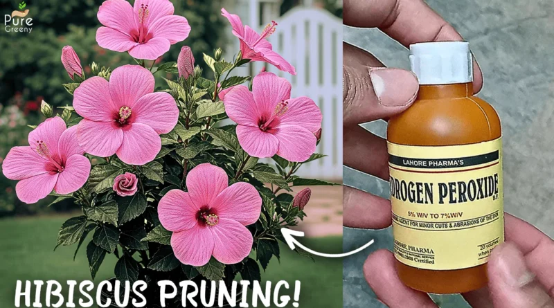 How to Prune Hibiscus Plant Correctly & Get Max. Growth?