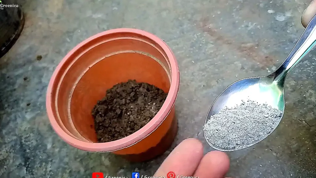 Applying Bone Meal On Soil