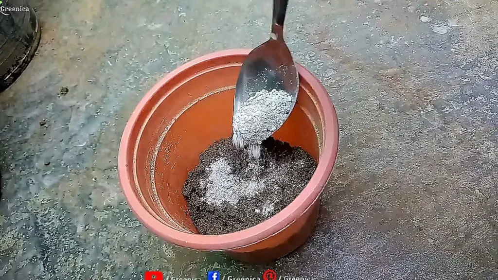 Applying Bone Meal On Soil