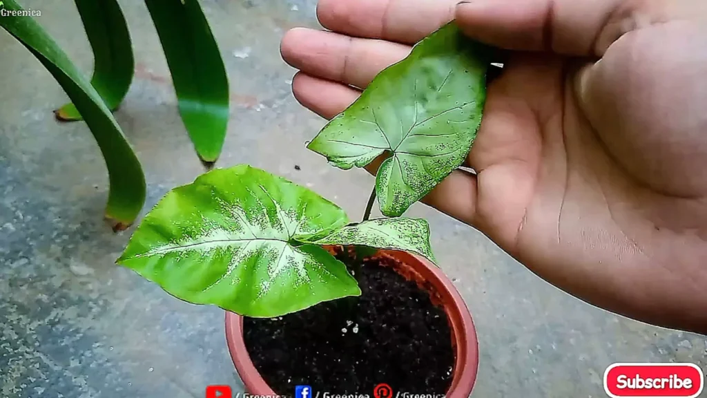 Applying Bone Meal On Soil