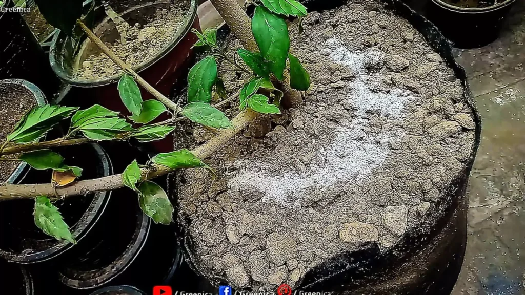 Using Bone Meal