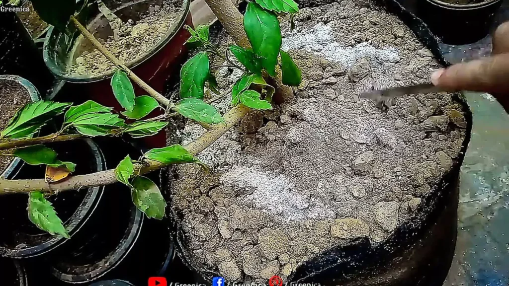 Using Bone Meal