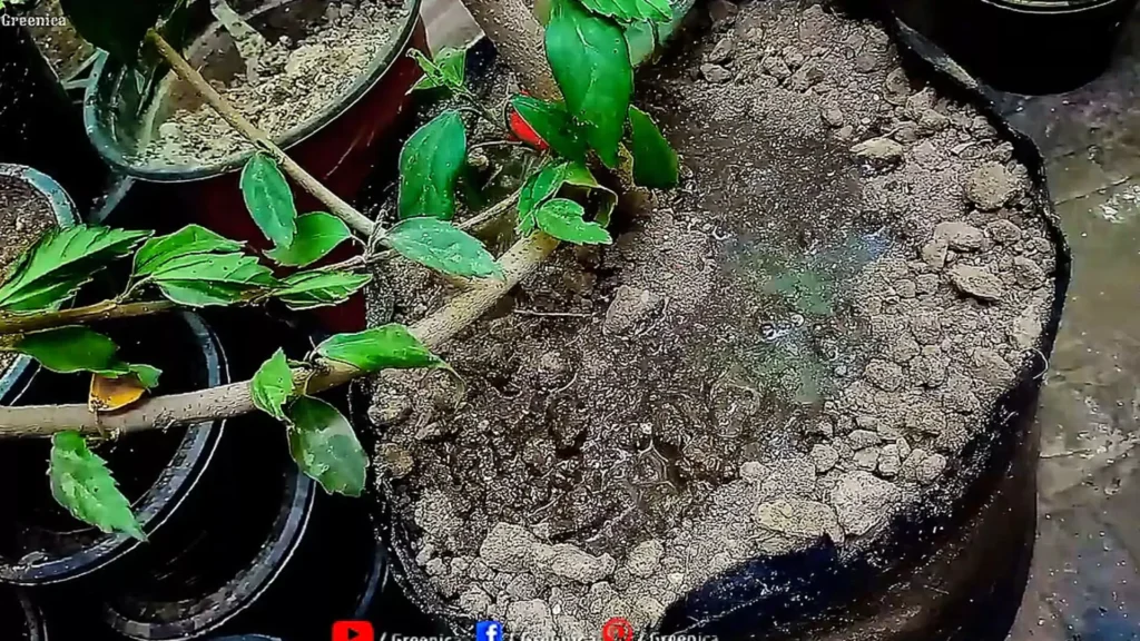 Using Bone Meal